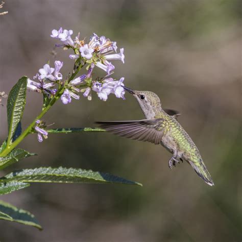 hummingbird all the fallen.